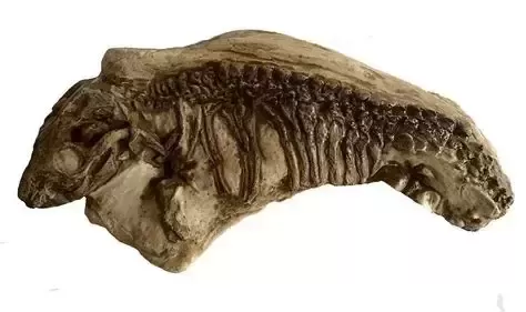 Mammal Hearing Evolved 50 Million Years Earlier Than Thought